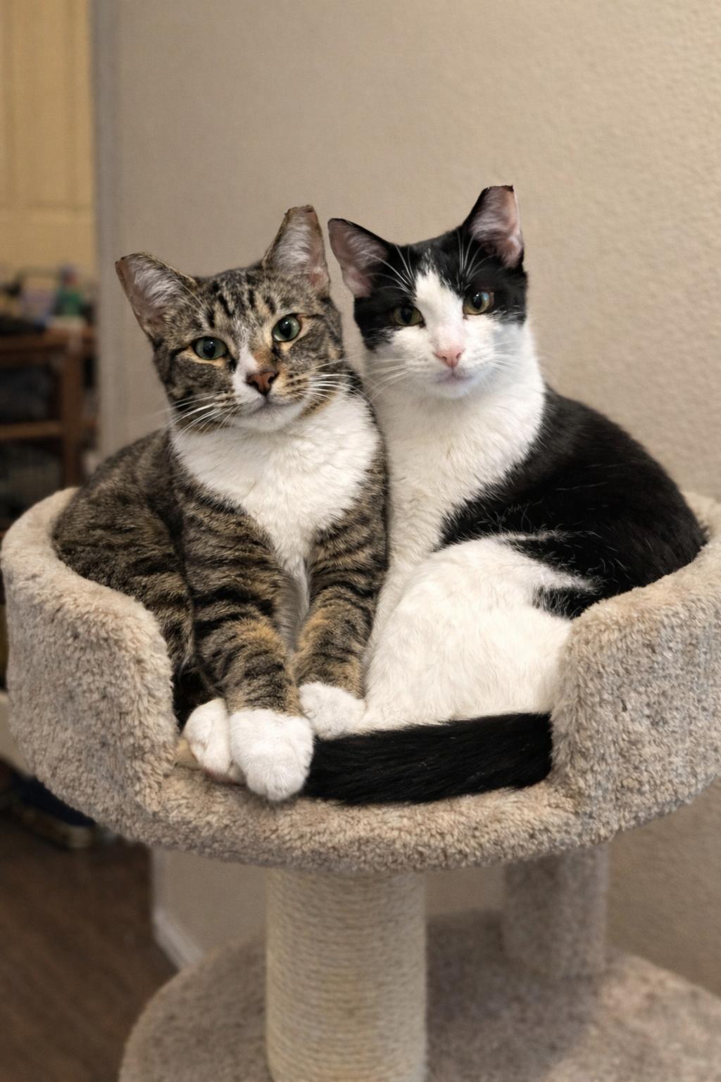 Enlarge Mini Me, a Adoptable Domestic Short Hair in The Woodlands, TX image 3/3