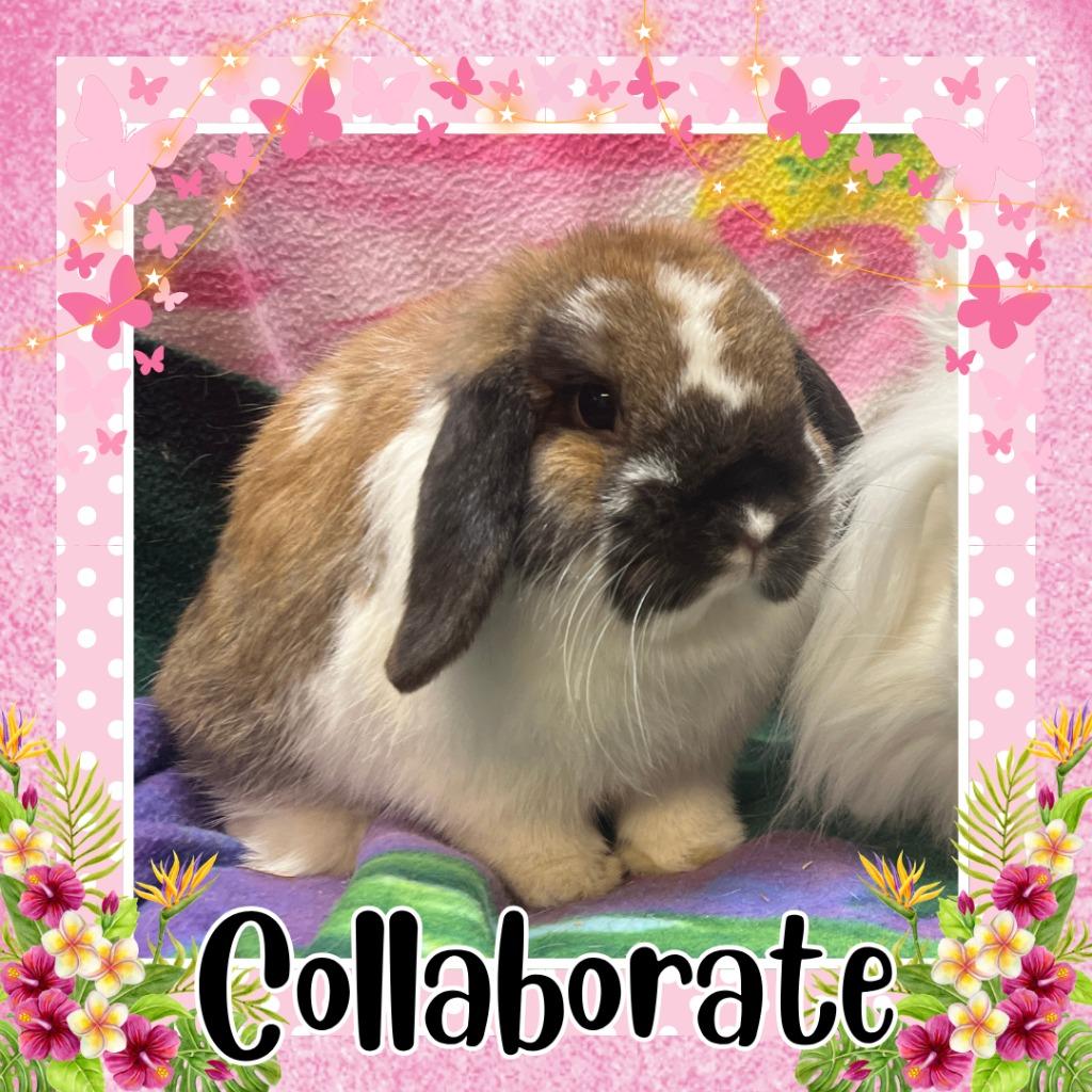 Enlarge Collaborate, a Adoptable Lop Eared in Elizabethtown, KY image 1/4
