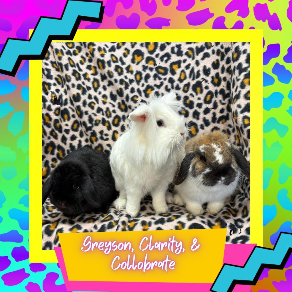 Enlarge Collaborate, a Adoptable Lop Eared in Elizabethtown, KY image 2/4