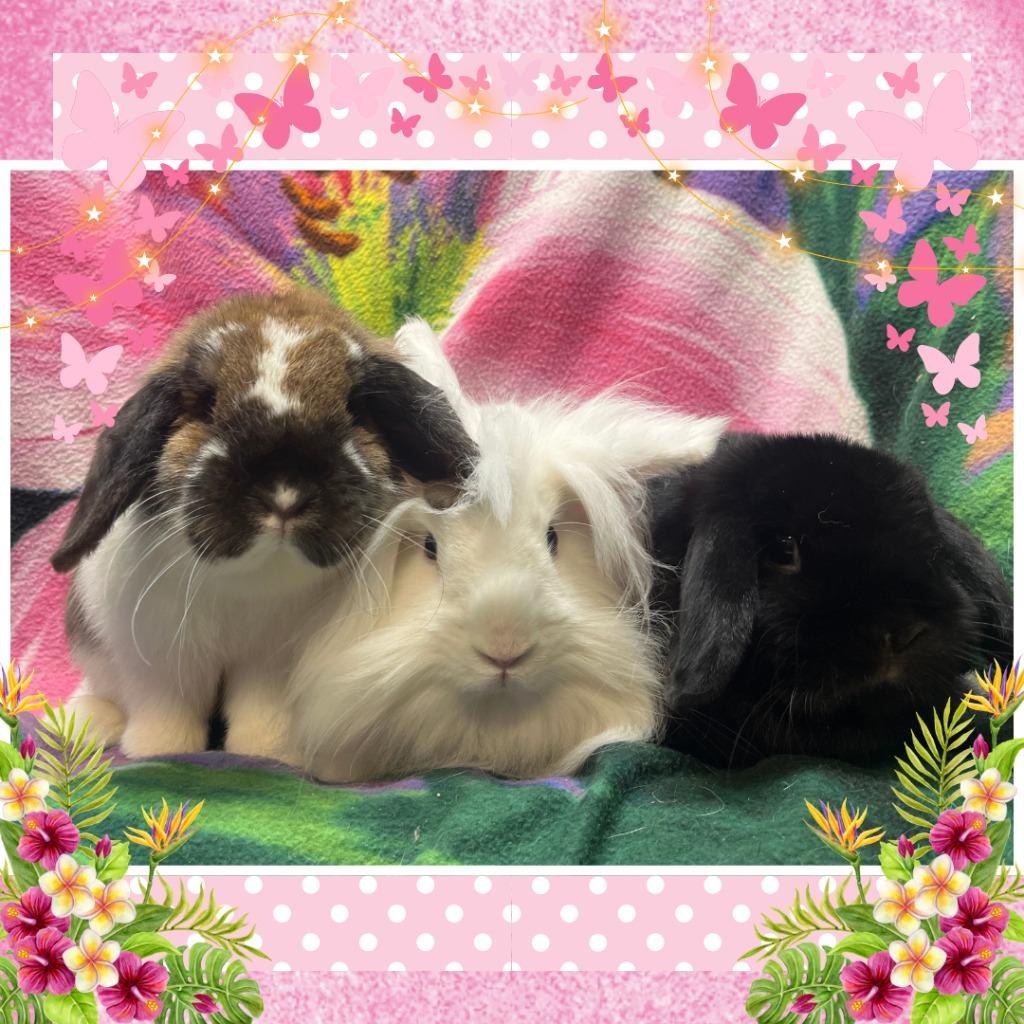Enlarge Collaborate, a Adoptable Lop Eared in Elizabethtown, KY image 3/4