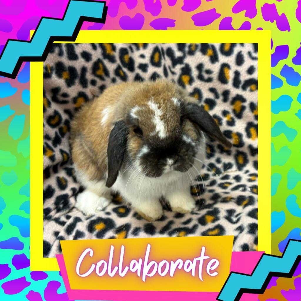 Enlarge Collaborate, a Adoptable Lop Eared in Elizabethtown, KY image 4/4