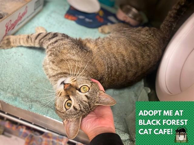 Enlarge SKYLA, a Adoptable Domestic Short Hair in Fort Wayne, IN image 1/1