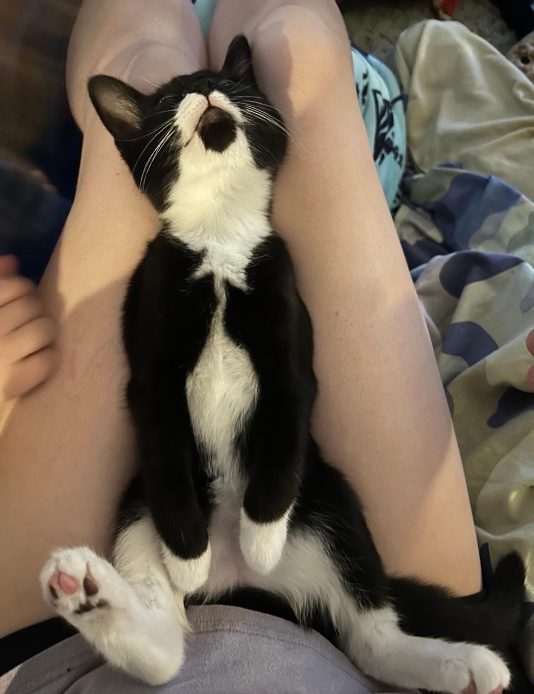 Enlarge Sable, a Adoptable Domestic Short Hair in Roxboro, NC image 1/3
