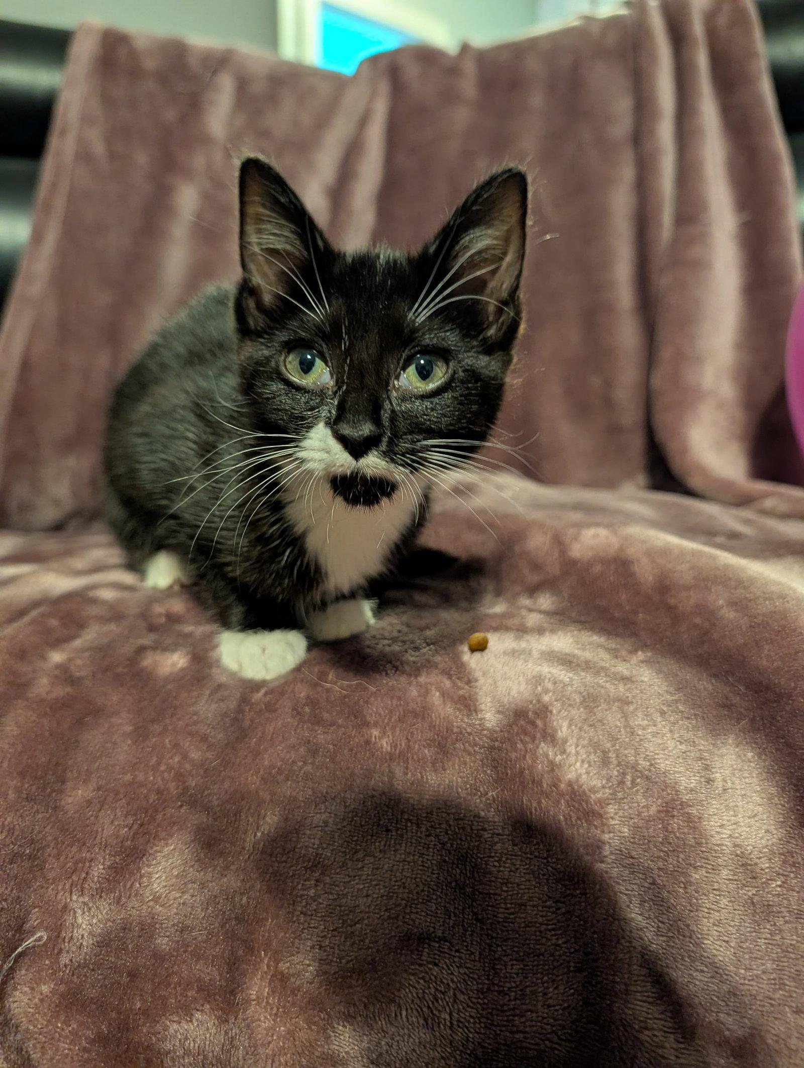 Enlarge Sable, a Adoptable Domestic Short Hair in Roxboro, NC image 1/3