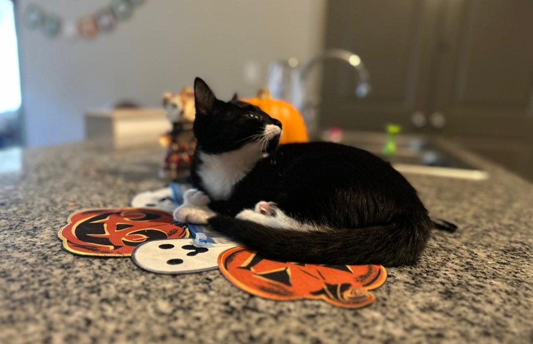 Enlarge Sable, a Adoptable Domestic Short Hair in Roxboro, NC image 3/3