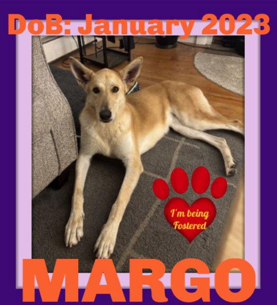 Enlarge MARGO - FOSTERED in S. Maine, a Adopted mixed breed in Sebec, ME image 1/3