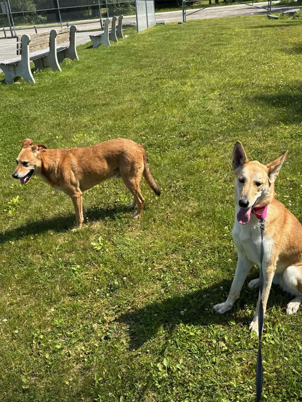 Enlarge MARGO - FOSTERED in S. Maine, a Adopted mixed breed in Sebec, ME image 2/3