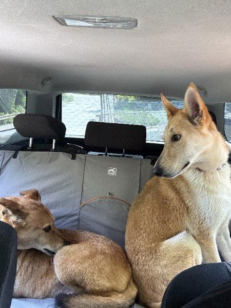 Enlarge MARGO - FOSTERED in S. Maine, a Adopted mixed breed in Sebec, ME image 3/3