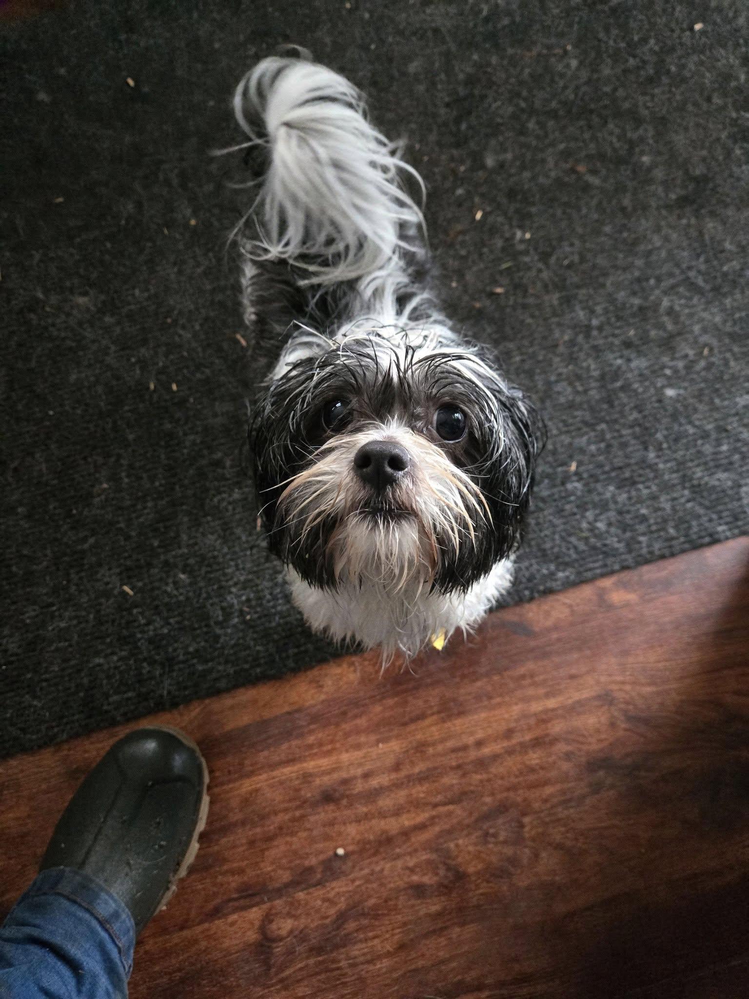Shotzy, Adopted, Adult Female Shih Tzu.