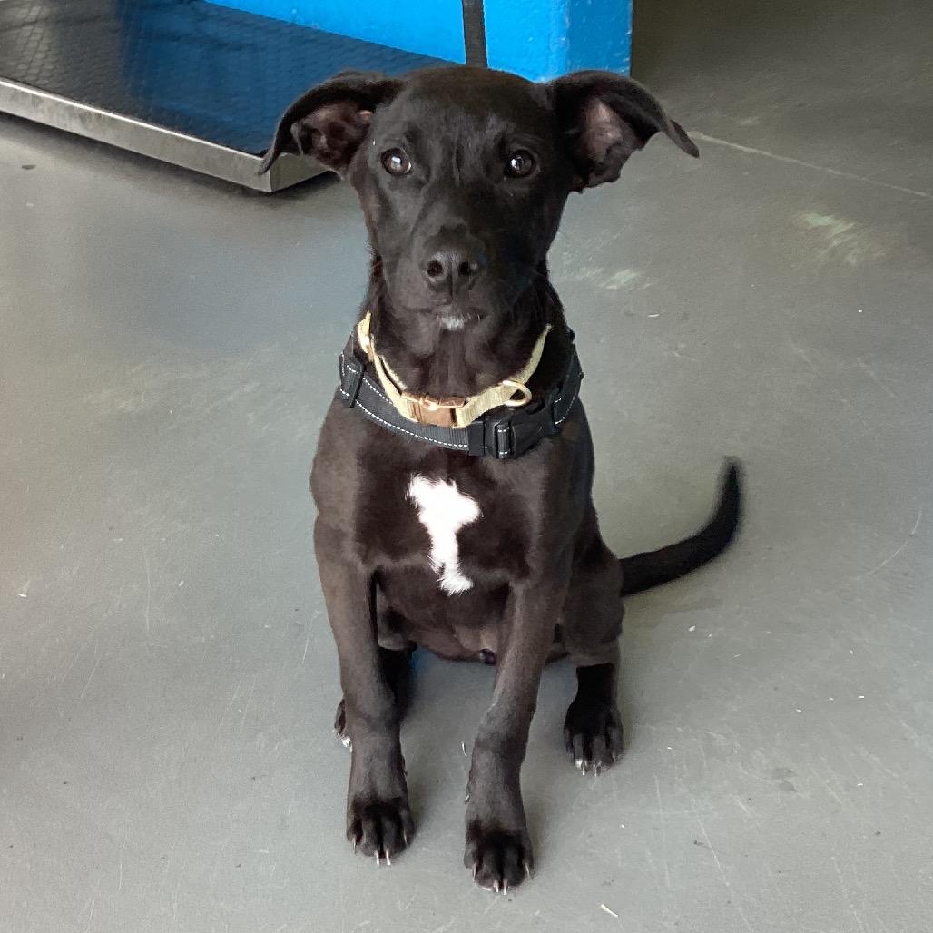 Mary, a Adoptable Terrier in Montgomery, AL image 1/5