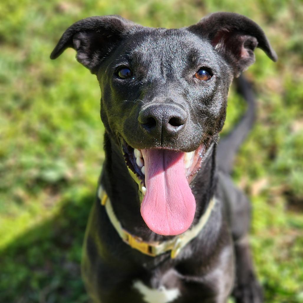 Mary, a Adoptable Terrier in Montgomery, AL image 2/5