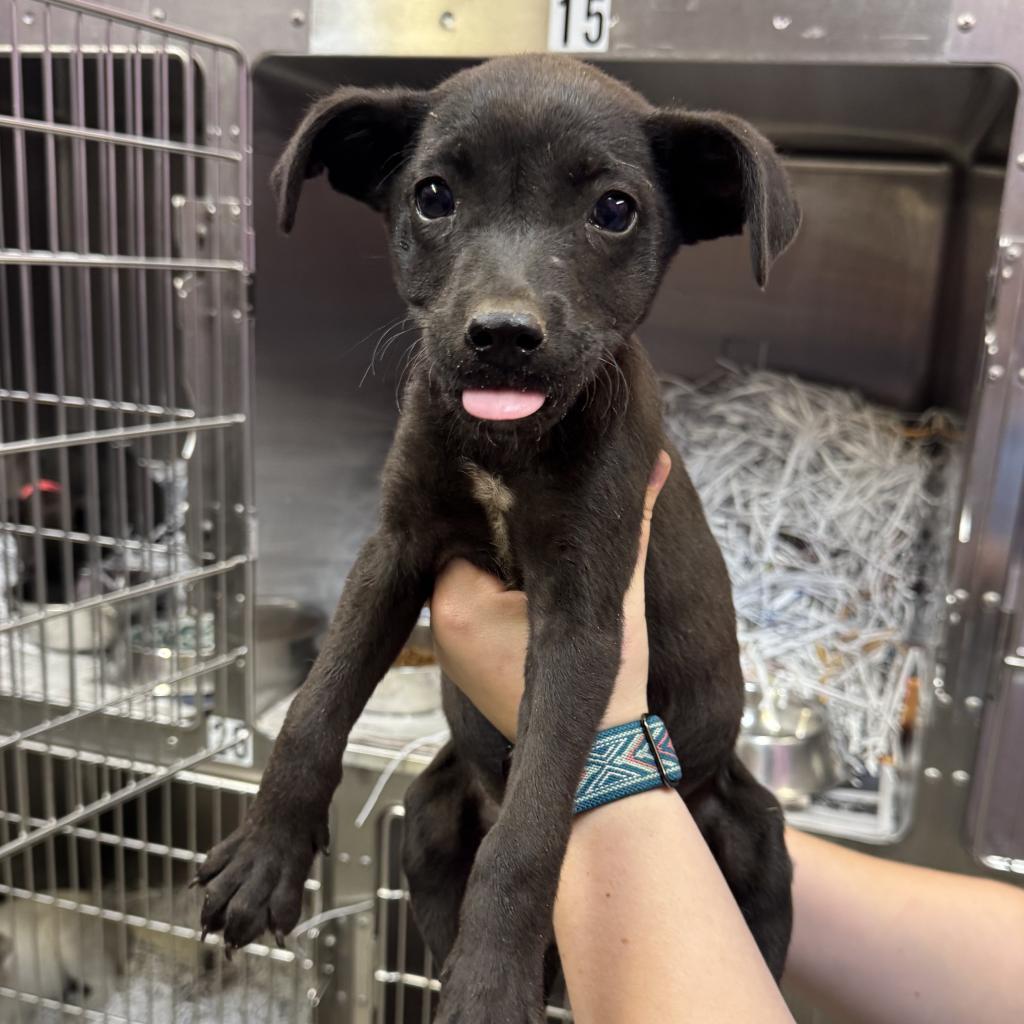 Mary, a Adoptable Terrier in Montgomery, AL image 3/5