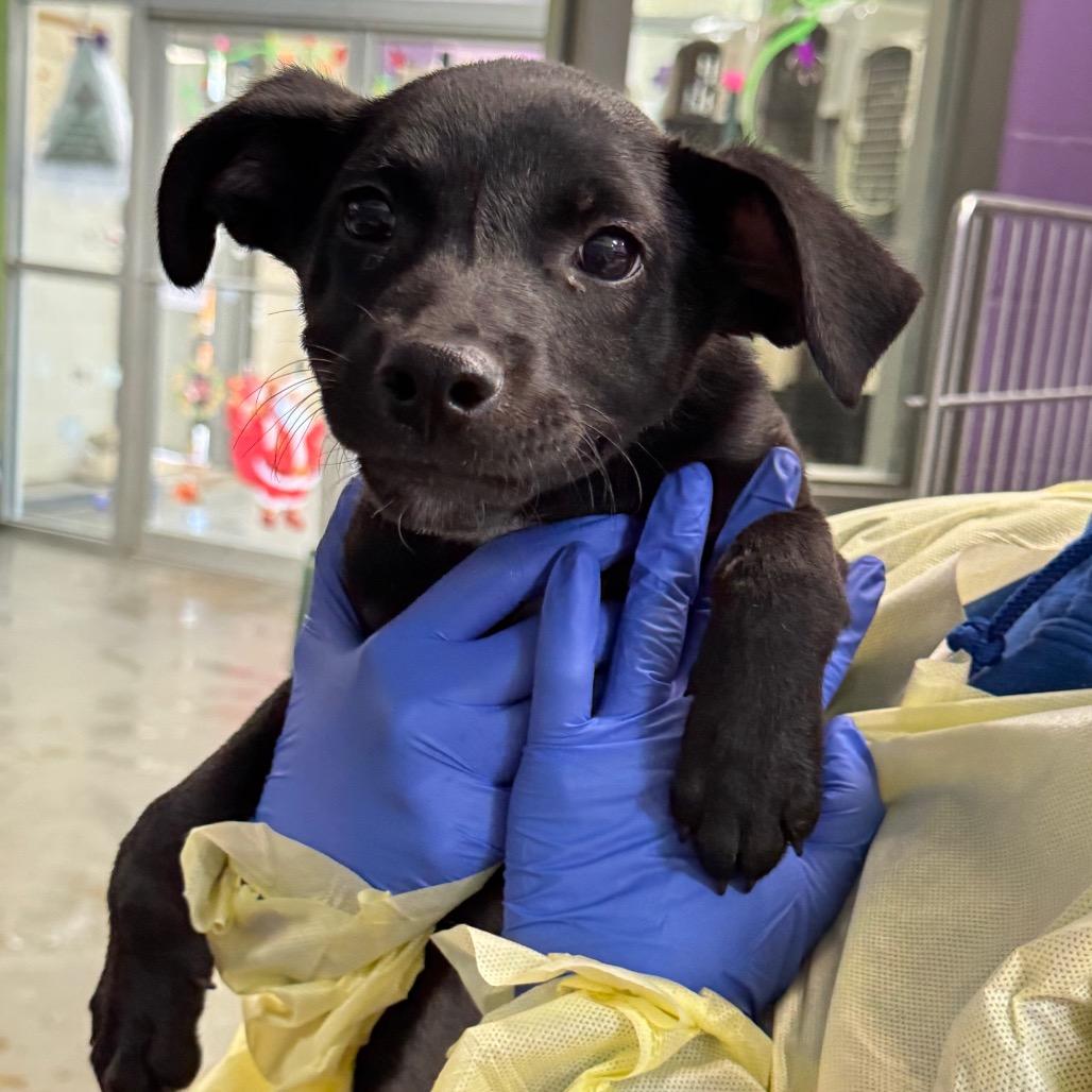 Mary, a Adoptable Terrier in Montgomery, AL image 4/5