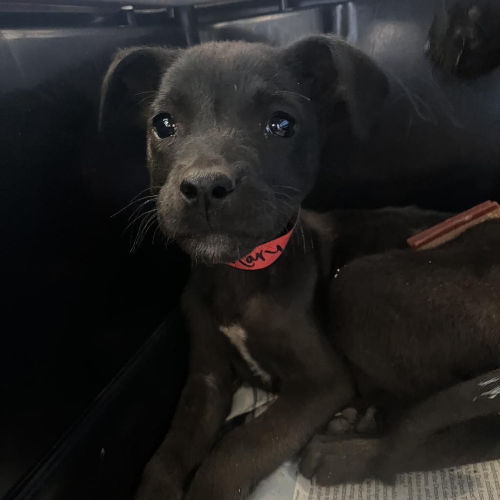 Mary, a Adoptable Terrier in Montgomery, AL image 5/5