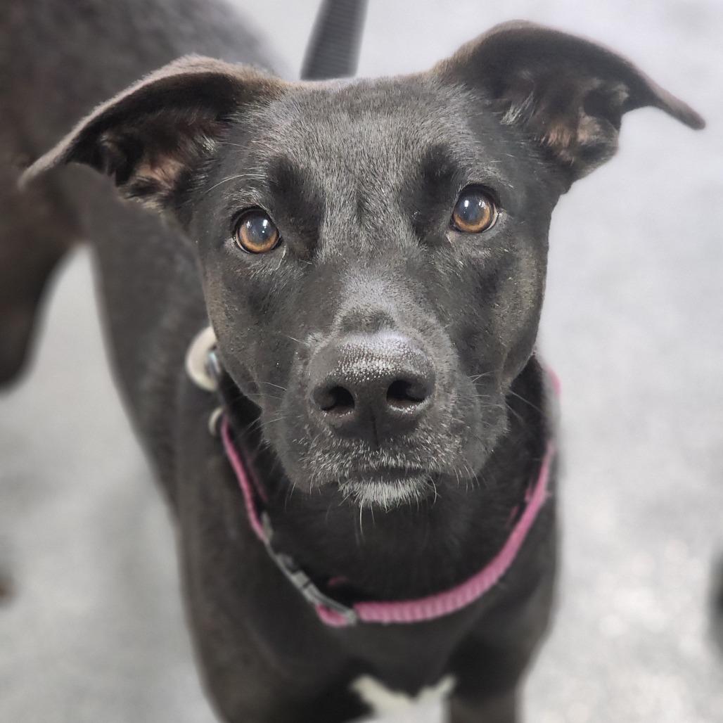 Enlarge Mary, a Adoptable Terrier in Montgomery, AL image 6/6