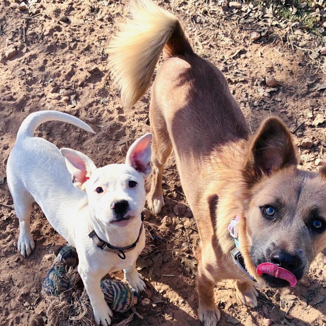 Enlarge Bolt, an adopted mixed breed in Austin, TX image 2/5