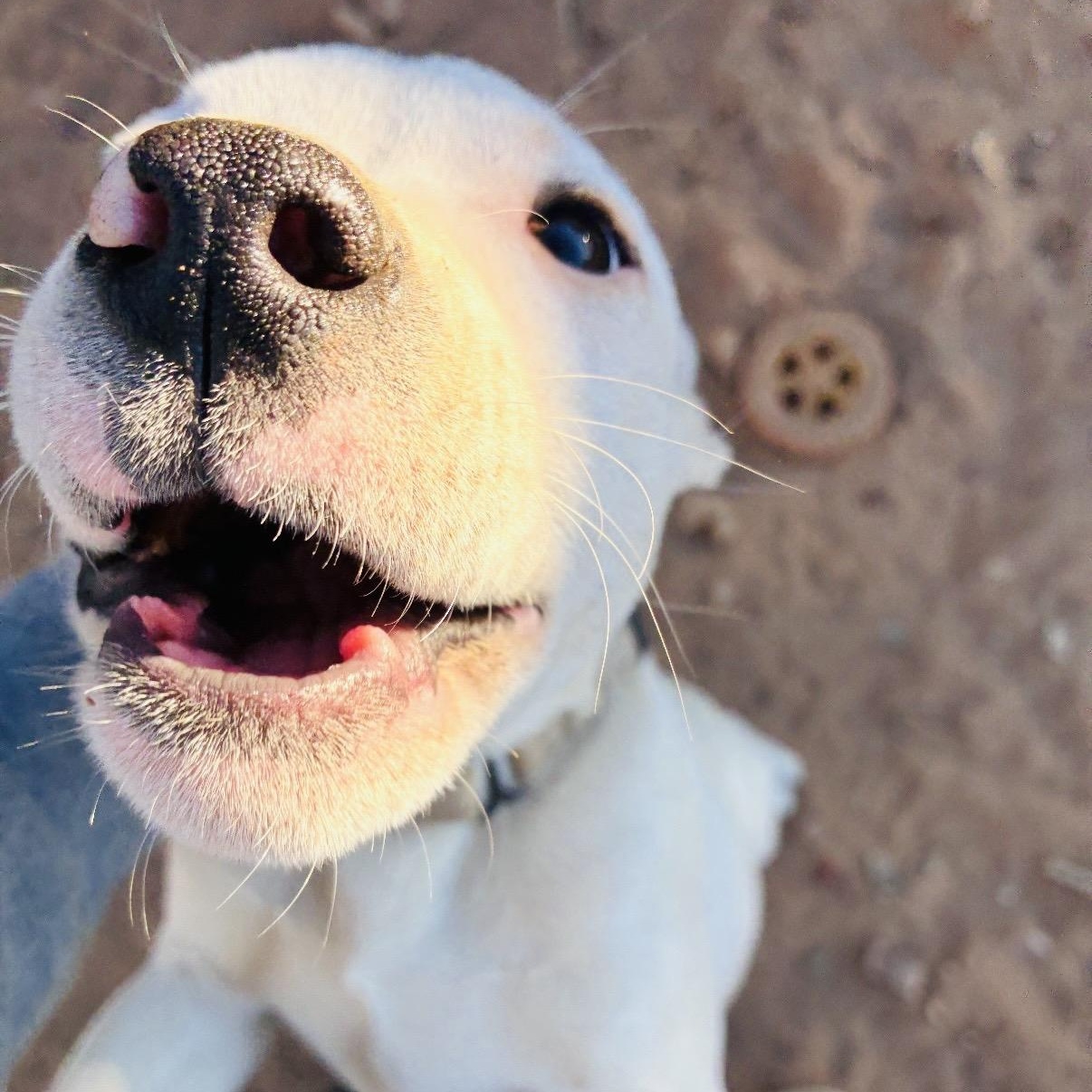 Enlarge Bolt, an adopted mixed breed in Austin, TX image 3/5