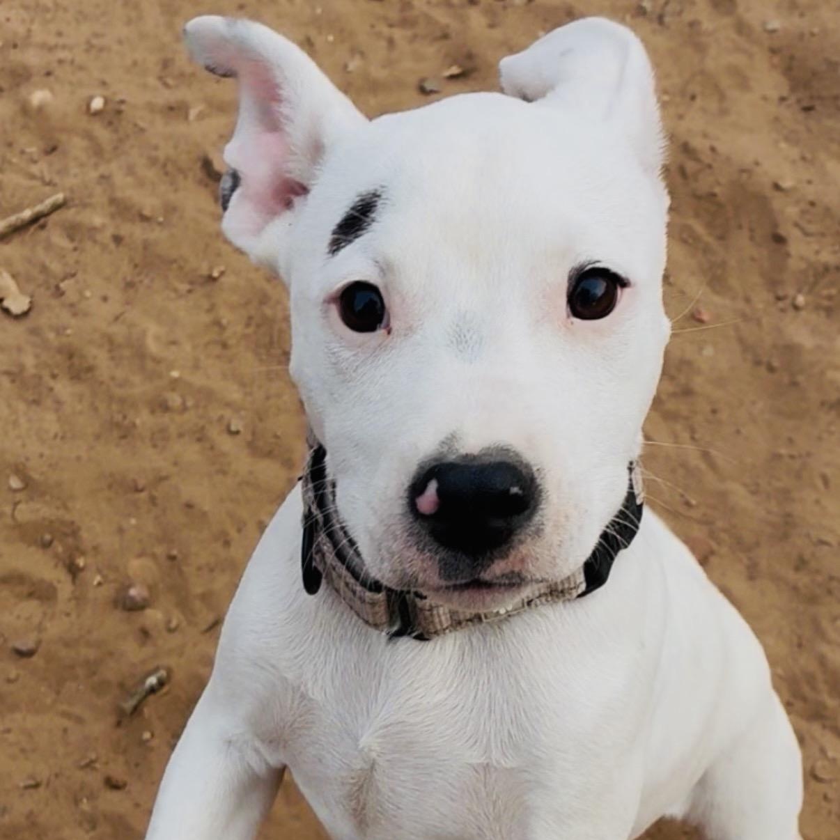 Bolt, adopted, Puppy Male Bull Terrier & Miniature Pinscher.