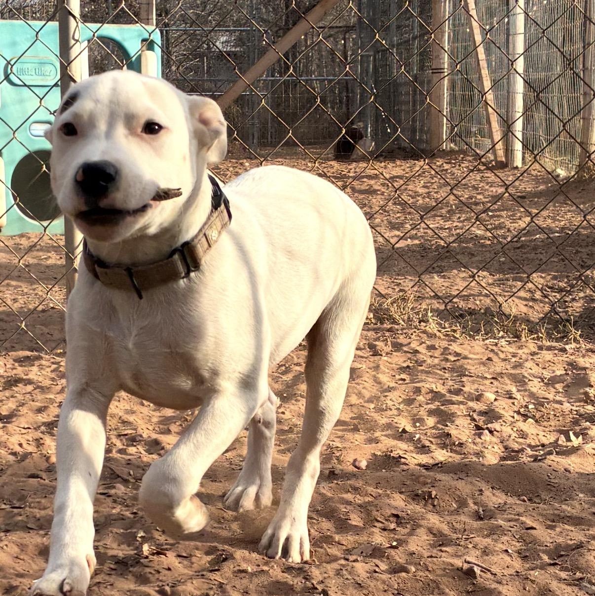 Enlarge Bolt, an adopted mixed breed in Austin, TX image 4/5