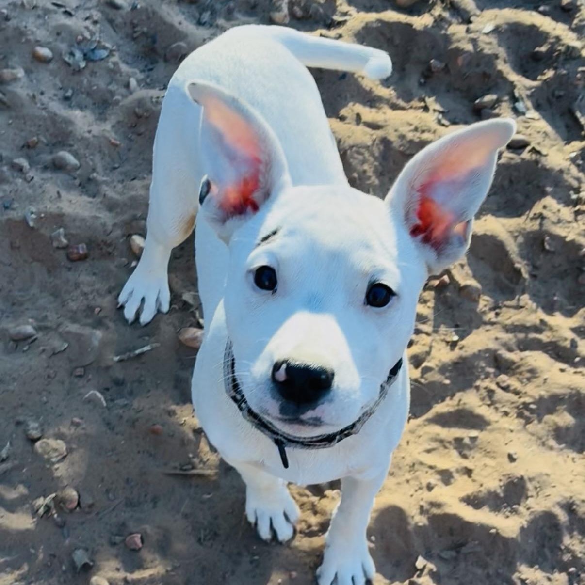 Enlarge Bolt, an adopted mixed breed in Austin, TX image 5/5