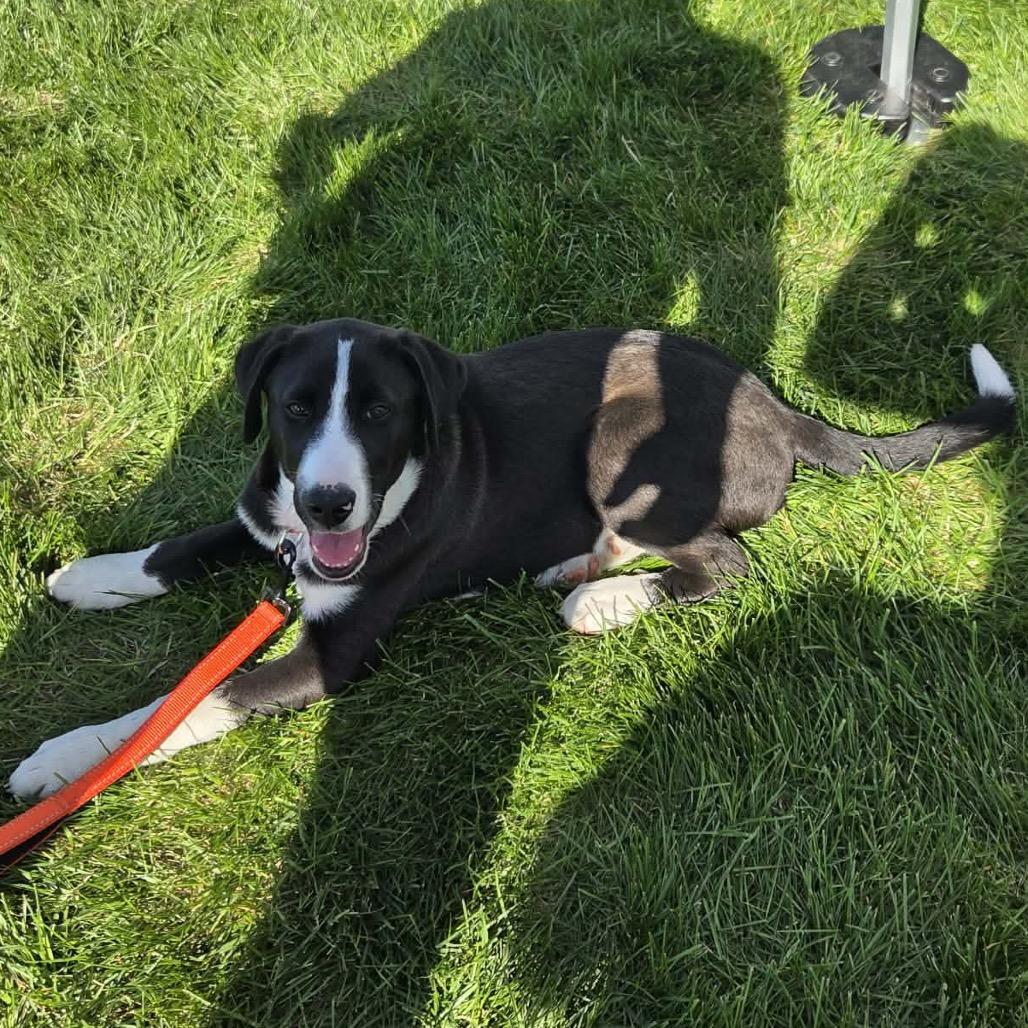 Enlarge Strike, a Adoptable Mixed Breed in Buffalo, MN image 1/6