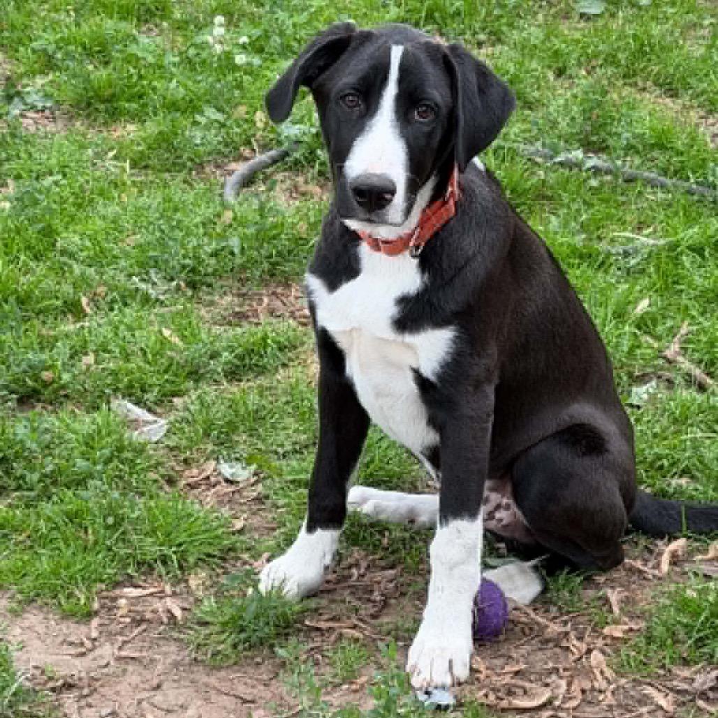 Enlarge Strike, a Adoptable Mixed Breed in Buffalo, MN image 2/6