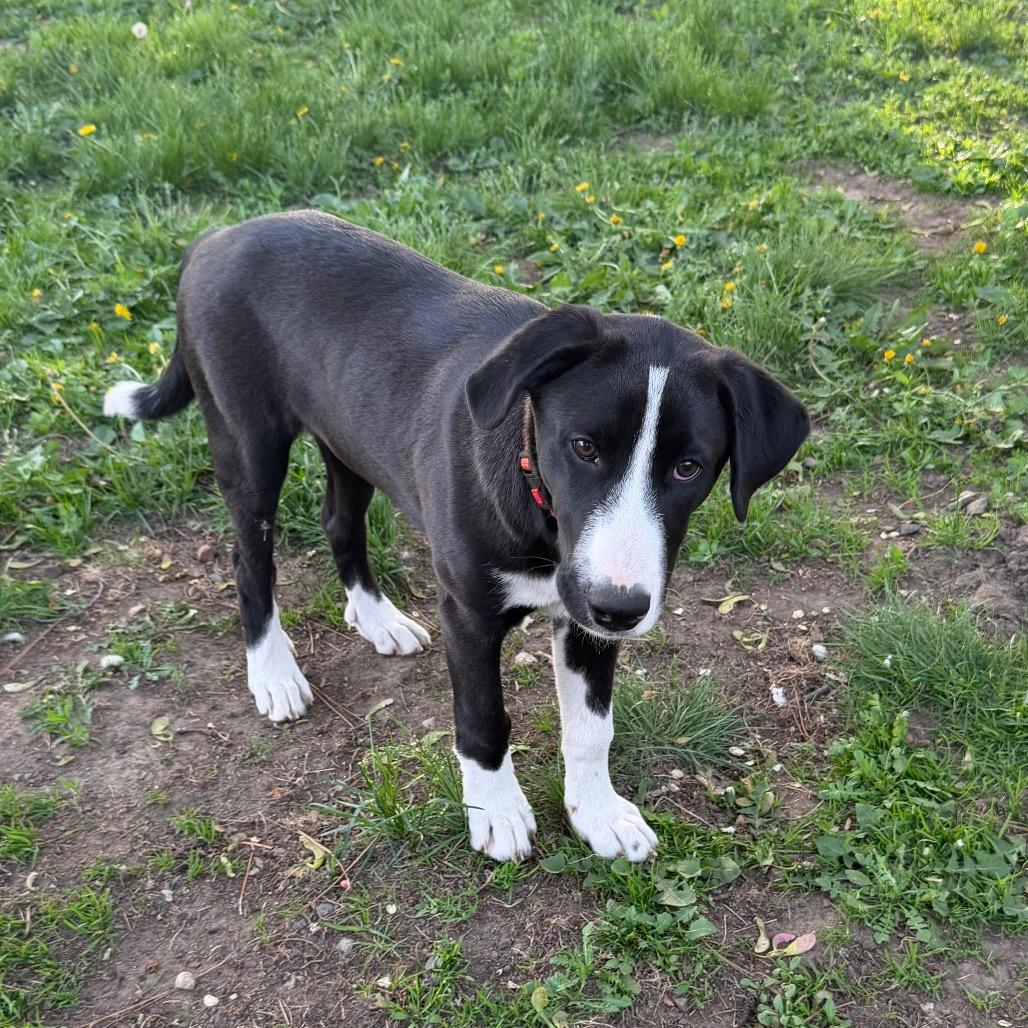 Enlarge Strike, a Adoptable Mixed Breed in Buffalo, MN image 1/6