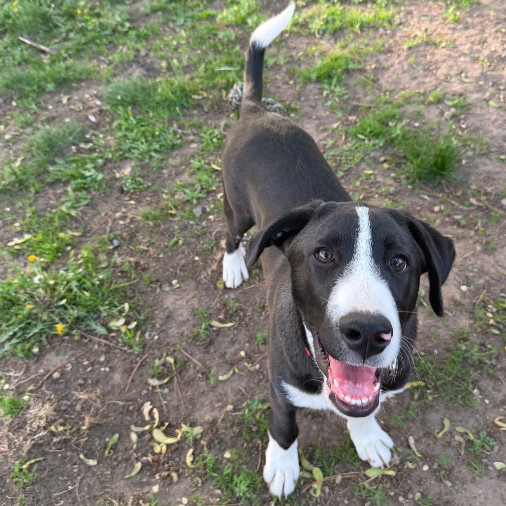 Enlarge Strike, a Adoptable Mixed Breed in Buffalo, MN image 2/6