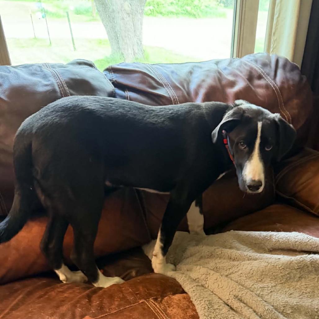 Enlarge Strike, a Adoptable Mixed Breed in Buffalo, MN image 3/6