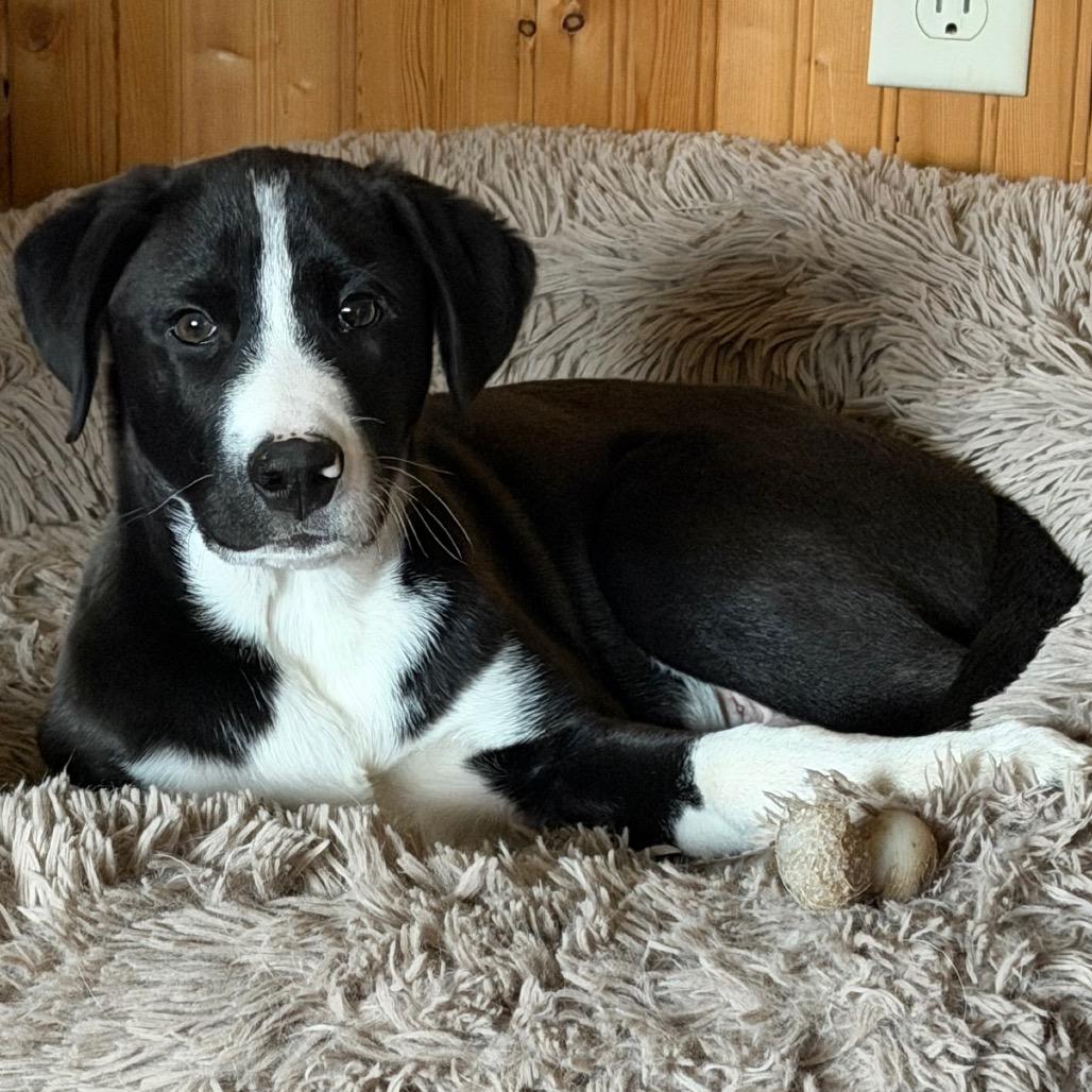 Enlarge Strike, a Adoptable Mixed Breed in Buffalo, MN image 3/6