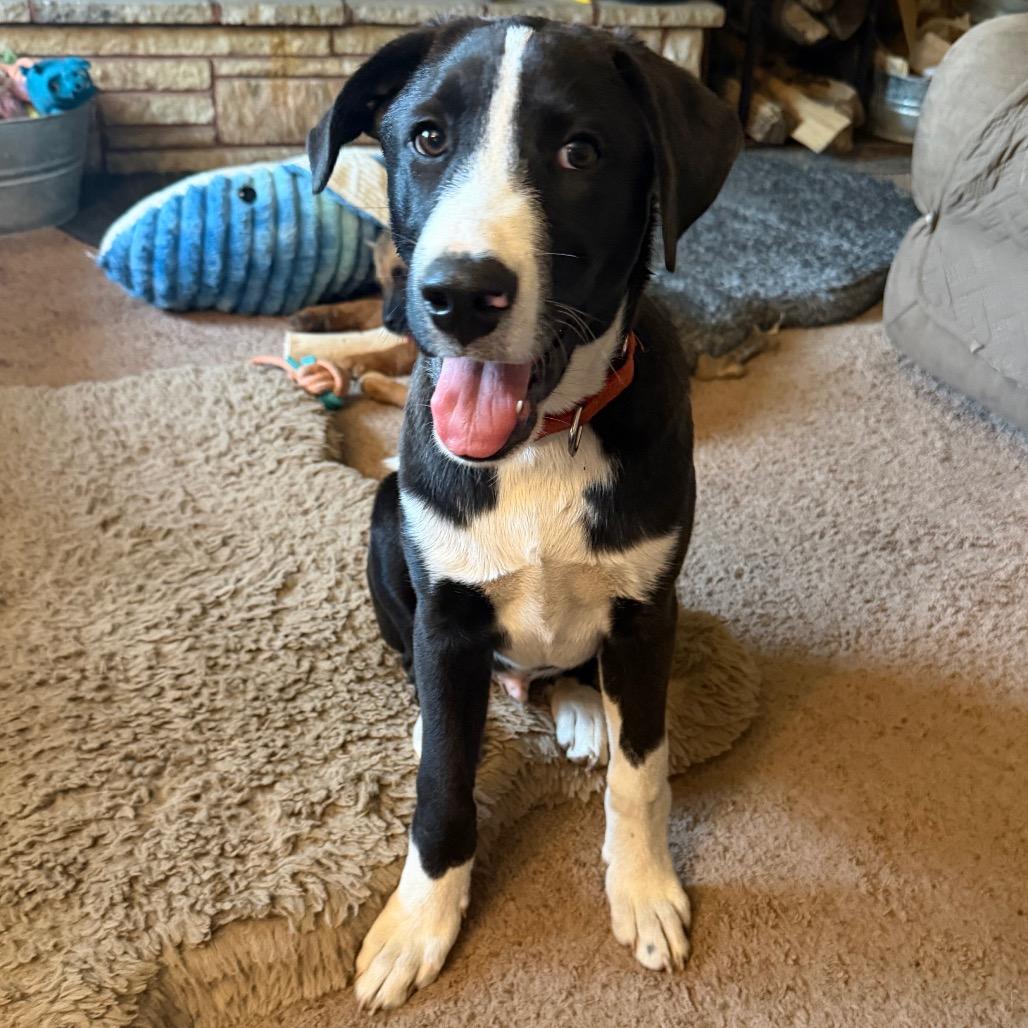 Enlarge Strike, a Adoptable Mixed Breed in Buffalo, MN image 4/6