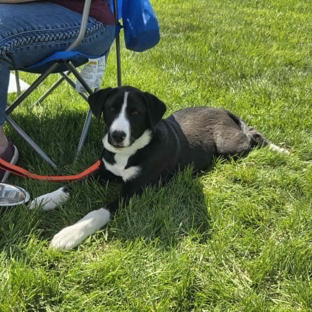 Enlarge Strike, a Adoptable Mixed Breed in Buffalo, MN image 4/6