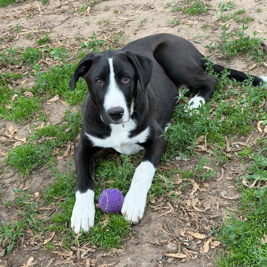 Enlarge Strike, a Adoptable Mixed Breed in Buffalo, MN image 5/6