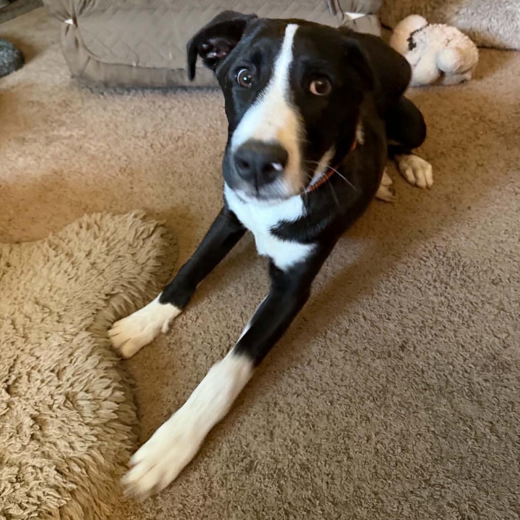 Enlarge Strike, a Adoptable Mixed Breed in Buffalo, MN image 6/6