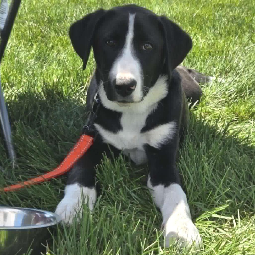 Enlarge Strike, a Adoptable Mixed Breed in Buffalo, MN image 5/6