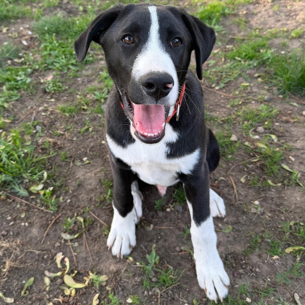 Enlarge Strike, a Adoptable Mixed Breed in Buffalo, MN image 6/6