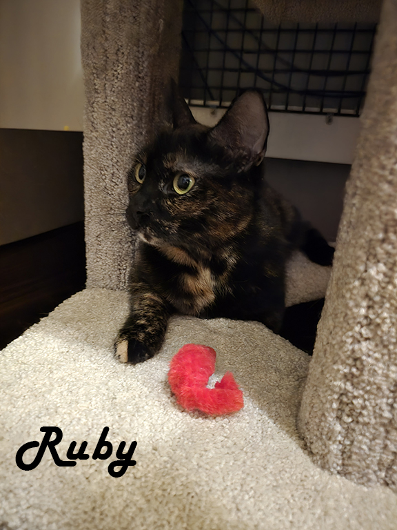 Enlarge Rocky & Ruby, a Adoptable mixed breed in Redwood City, CA image 5/6