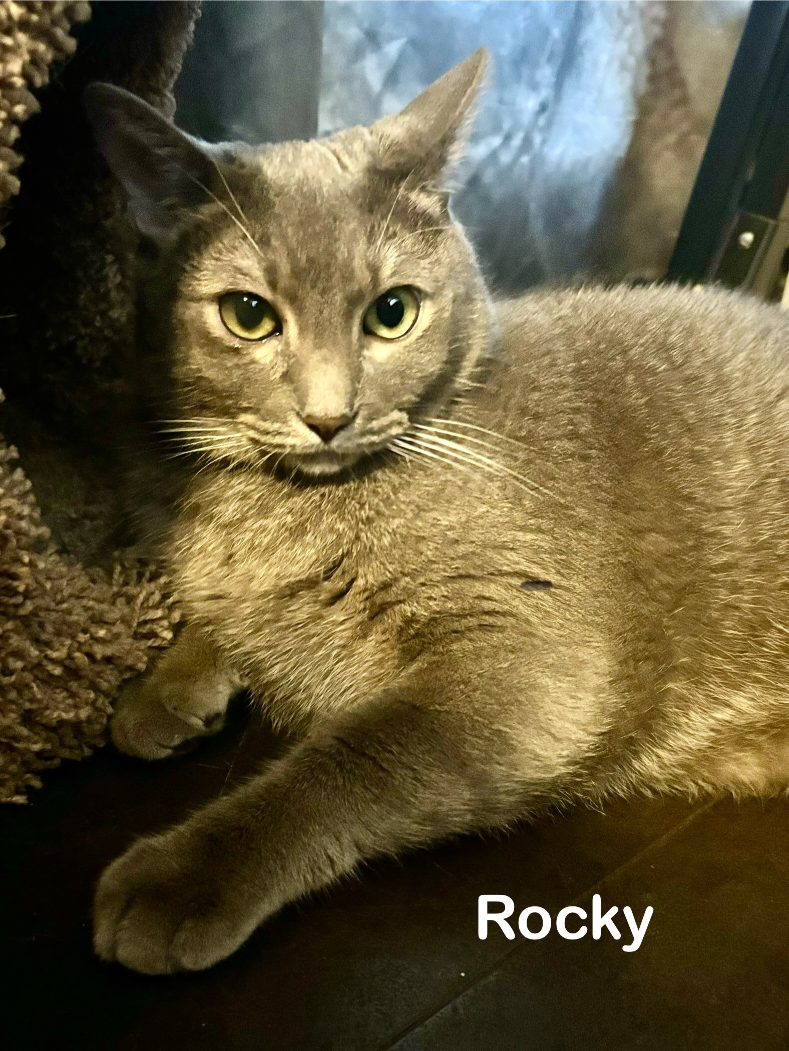 Enlarge Rocky & Ruby, a Adoptable mixed breed in Redwood City, CA image 6/6