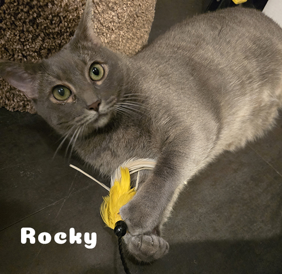 Enlarge Rocky & Ruby, a Adoptable mixed breed in Redwood City, CA image 3/6