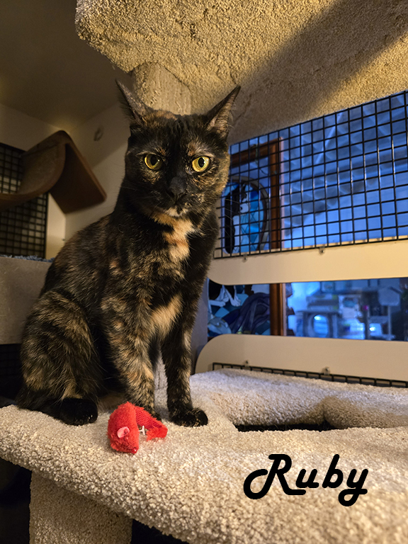 Enlarge Rocky & Ruby, a Adoptable mixed breed in Redwood City, CA image 4/6