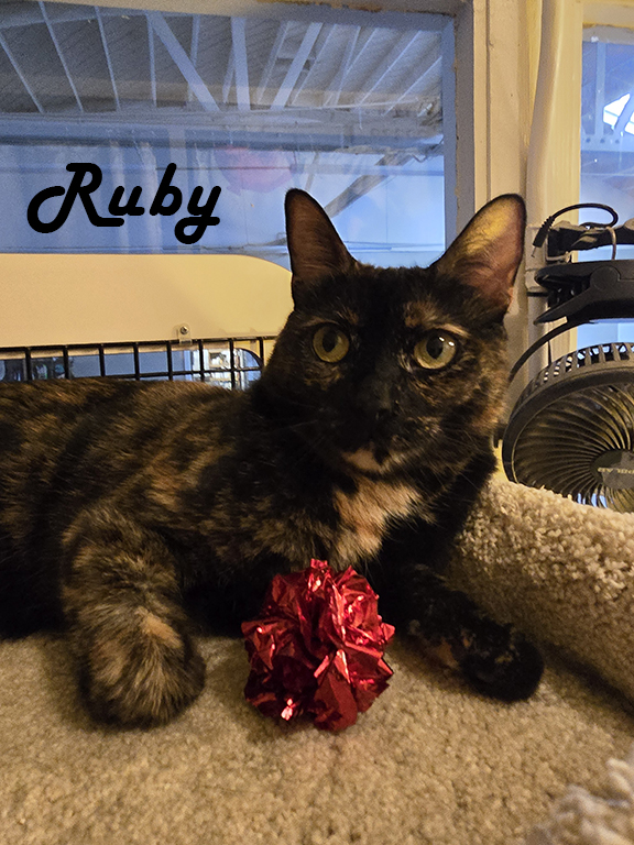 Enlarge Rocky & Ruby, a Adoptable mixed breed in Redwood City, CA image 1/6