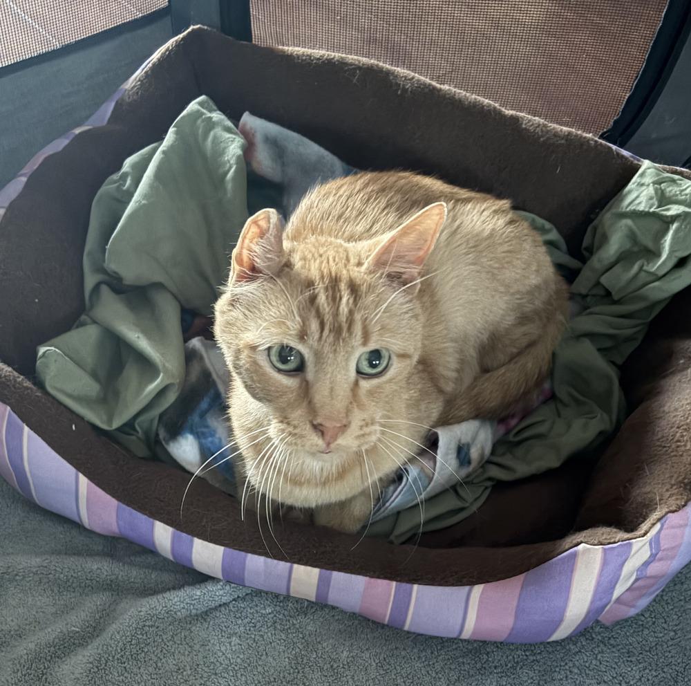 Enlarge Freddie, a Adoptable Domestic Short Hair in North Brunswick, NJ image 1/4