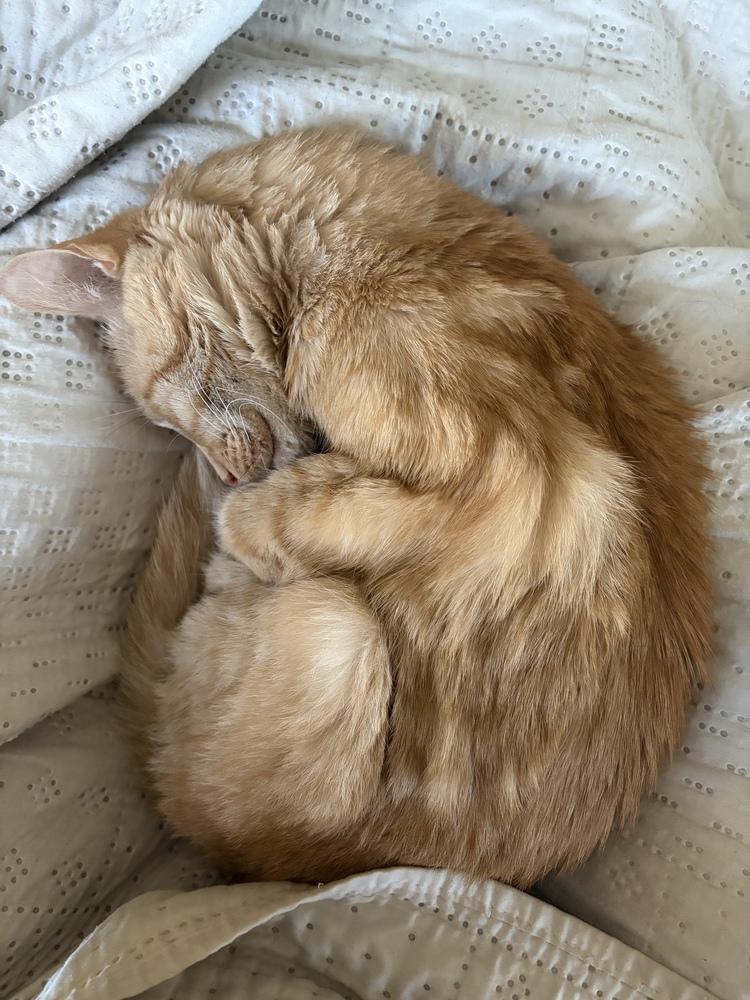 Enlarge Freddie, a Adoptable Domestic Short Hair in North Brunswick, NJ image 2/4