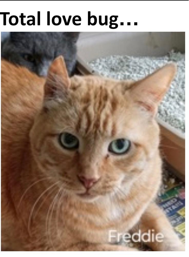 Enlarge Freddie, a Adoptable Domestic Short Hair in North Brunswick, NJ image 3/4