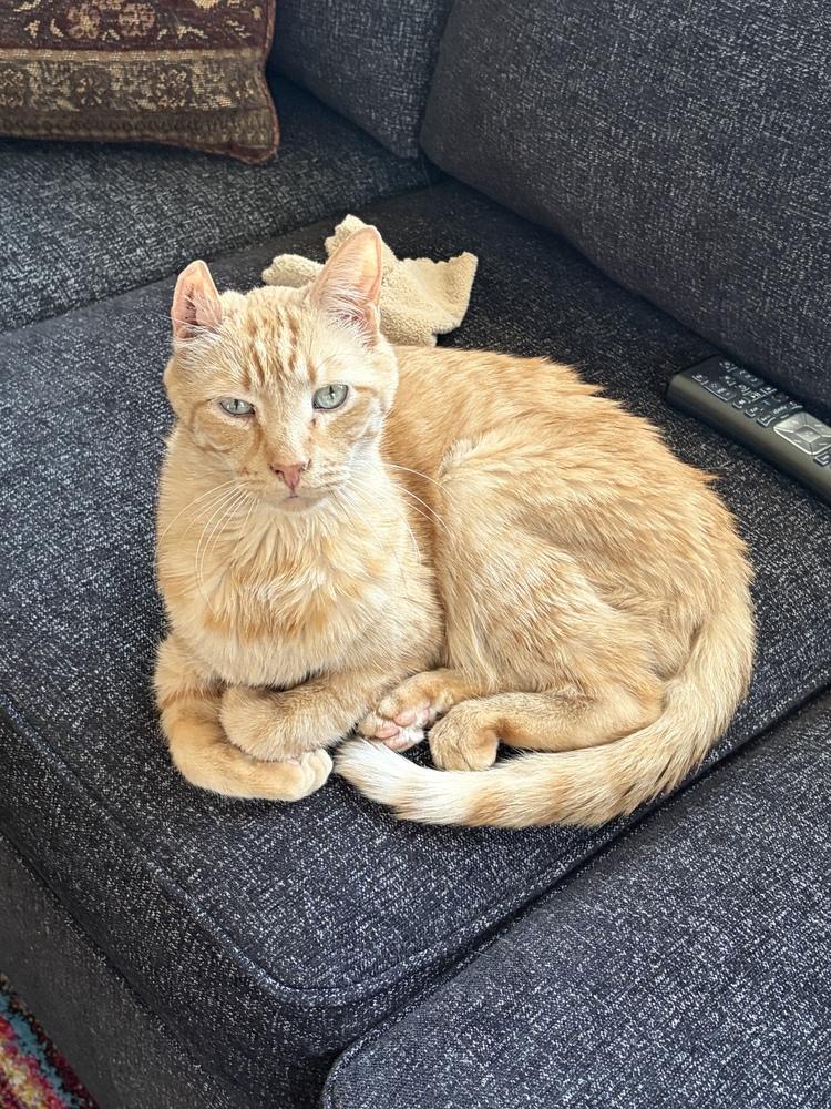 Enlarge Freddie, a Adoptable Domestic Short Hair in North Brunswick, NJ image 4/4