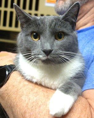 Enlarge Charlie, a Adoptable mixed breed in Greenfield, IN image 1/2