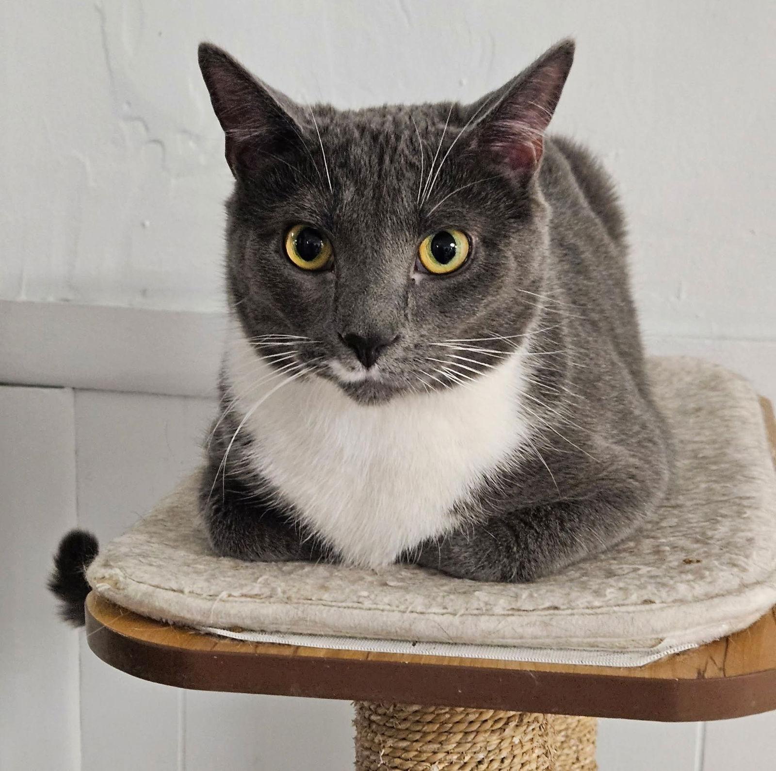 Enlarge Charlie, a Adoptable mixed breed in Greenfield, IN image 2/2