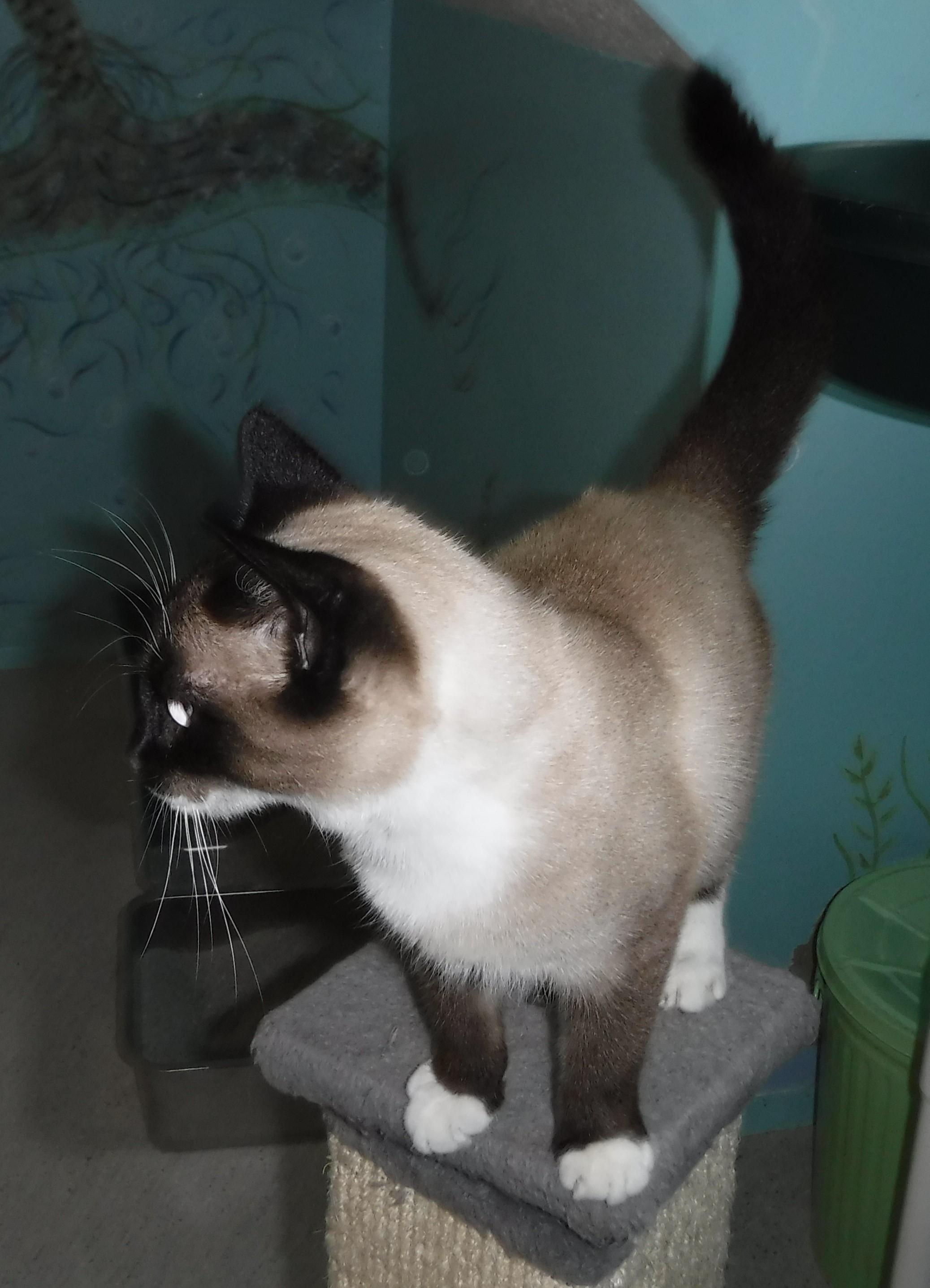 Enlarge Frank - Handsome Snowshoe!, a ADOPTABLE mixed breed in Hoquiam, WA image 2/6
