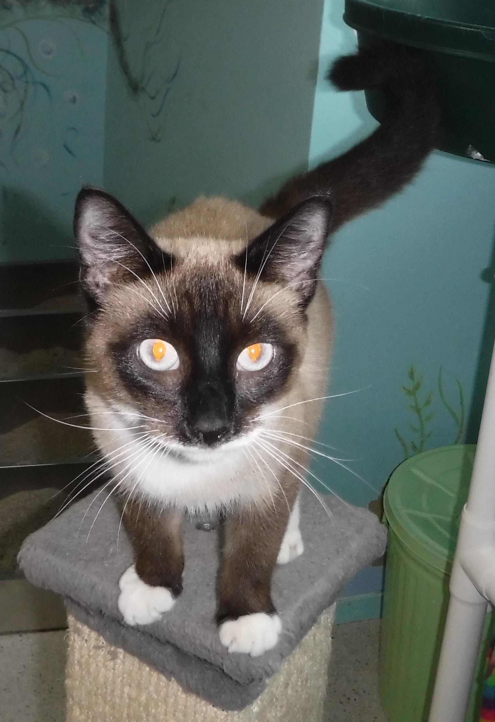 Enlarge Frank - Handsome Snowshoe!, a ADOPTABLE mixed breed in Hoquiam, WA image 1/6