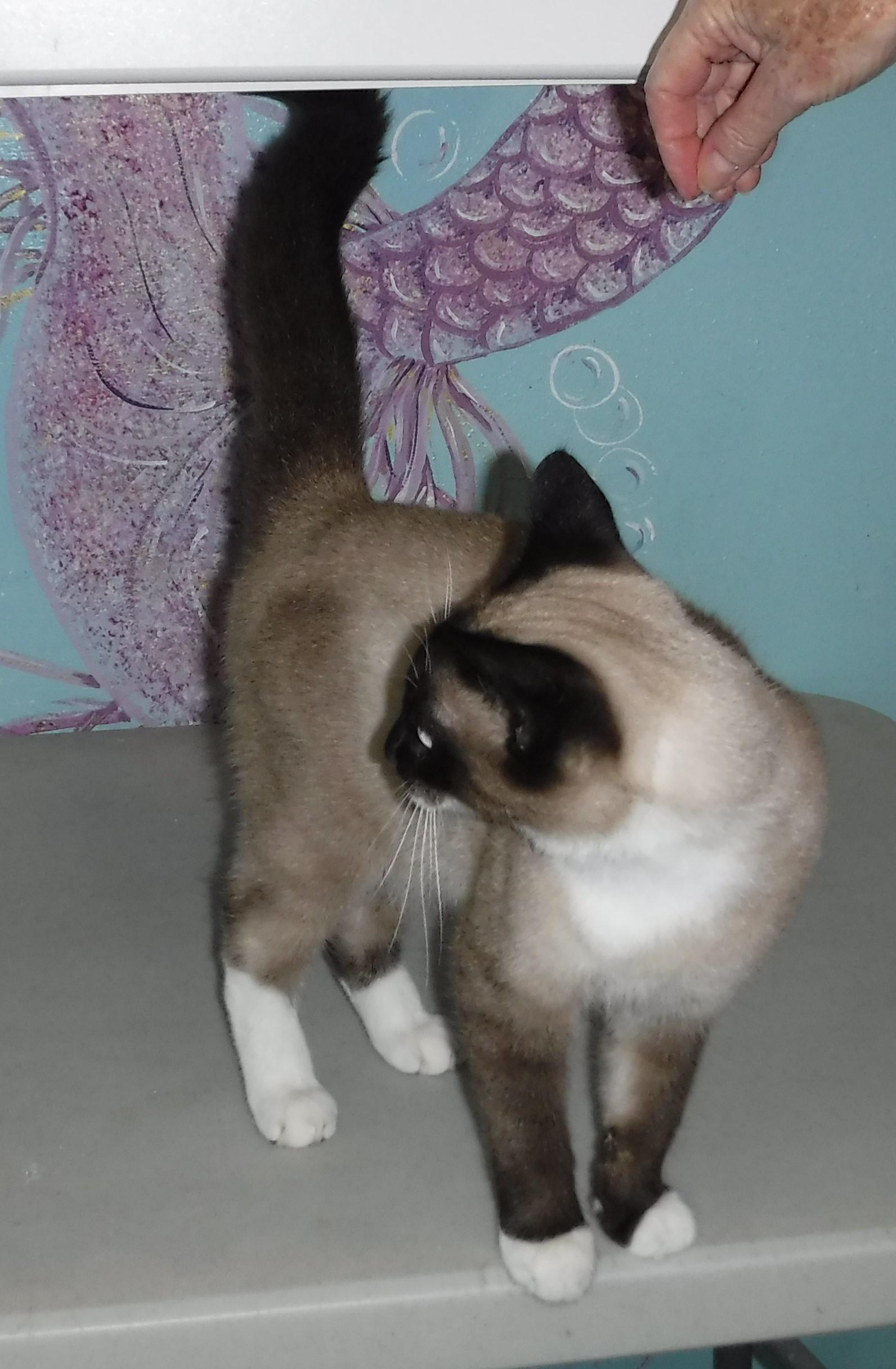 Enlarge Frank - Handsome Snowshoe!, a ADOPTABLE mixed breed in Hoquiam, WA image 3/6